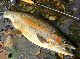 Image: Activities & Sightseeing Locations