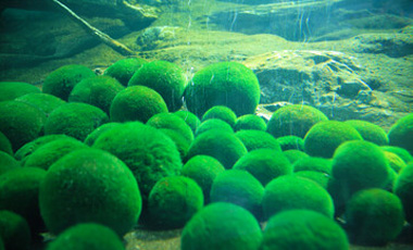 Image: Marimo Exhibition and Observation Center