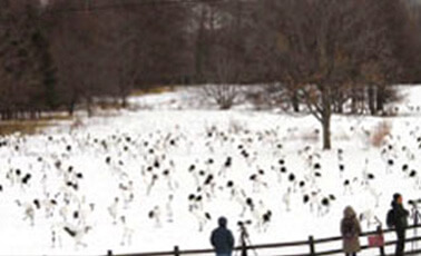 Image: Tsurui-Ito Tancho Sanctuary