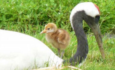 Image: Kushiro Crane Reserve
