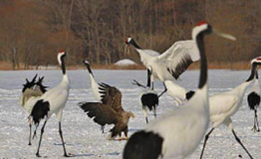 Image: Akan International Crane Center Grus